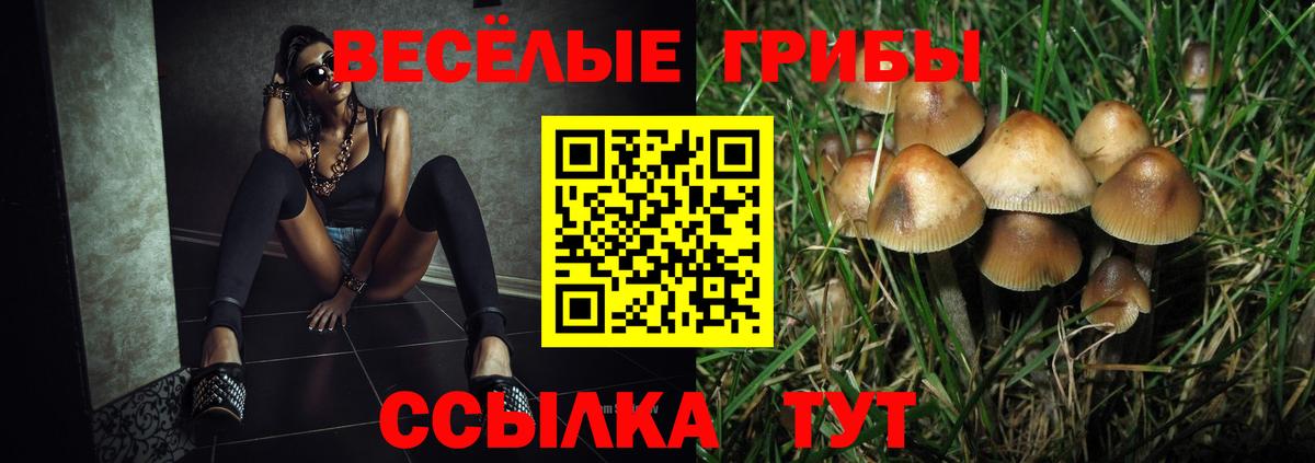 Псилоцибиновые грибы Psilocybe Кемерово